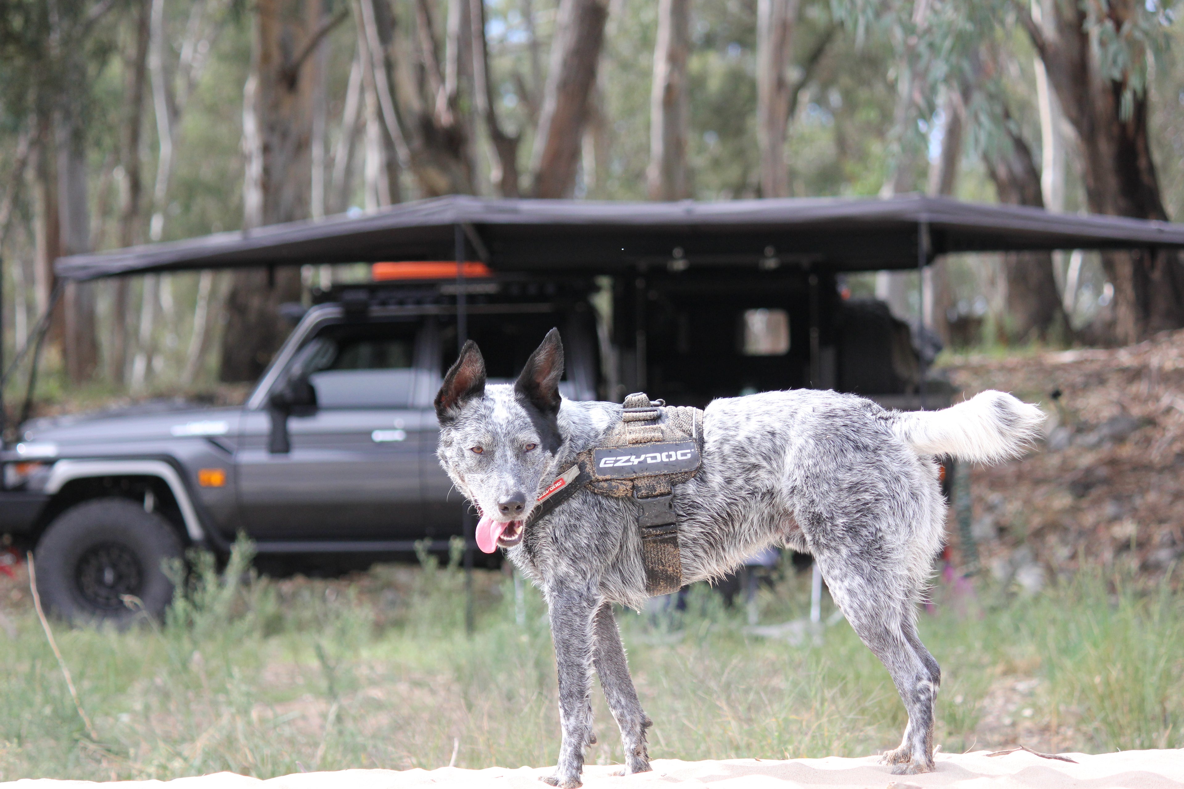 Dog with a backpack standing in front of a vehicle in a forested area